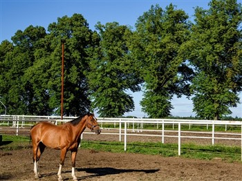 National Stud Tour at Newmarket with lunch